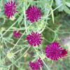 Bild witwenblume_b_12249.jpg