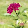 Bild witwenblume_c_15862.jpg