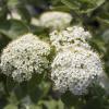Bild wolliger-schneeball-viburnum-lantana-biogartenversand_15659.jpg