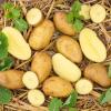 Bild: zertifizierte-saatkartoffeln-pflanzkartoffeln-100-sorten_16457.jpg 