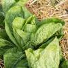 Bild: zichoriensalat-zuckerhut_endivien-samen_20657.jpg 