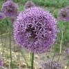 Bild zierlauch-allium-gladiator-blumenzwiebeln_15784.jpg