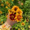 Bild: zinnia-angustifolia-buschzinnie-Blüten_3930.jpeg 