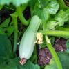 Bild zucchini-erken-bio-saatgut-cucurbita-pepo_16141.jpg