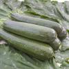 Bild zucchini-serafina-bio-saatgut_15940.jpg