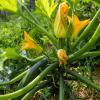 Bild zucchinis-sorte-serafina-bio-saatgut_7746.jpg