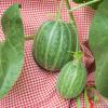 Bild zuckermelone-auslese.jpg