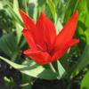 Bild: zwanenburg-wildtulpen-blumenzwiebeln_15769.jpg 