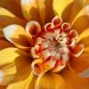 Bild zweifarbige-dahlie-seattle-dahlia-knollen_16663.jpg
