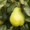 Bild zwergbirne-garden-pearl-obstbaum-hof-jeebel_14856.jpg