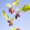 Bild zwergmaulbeeren-morus-acetosa-bio_17290.jpg