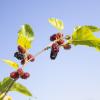 Bild zwergmaulbeeren-mulle-baum-pflanzen_17289.jpg