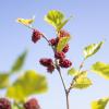 Bild zwergmaulbeerenbaum-pflanzen_14203.jpg