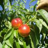 Bild zwergnektarine-prunus-nucipersica-gelbfleischige-nektarine_16299.jpg